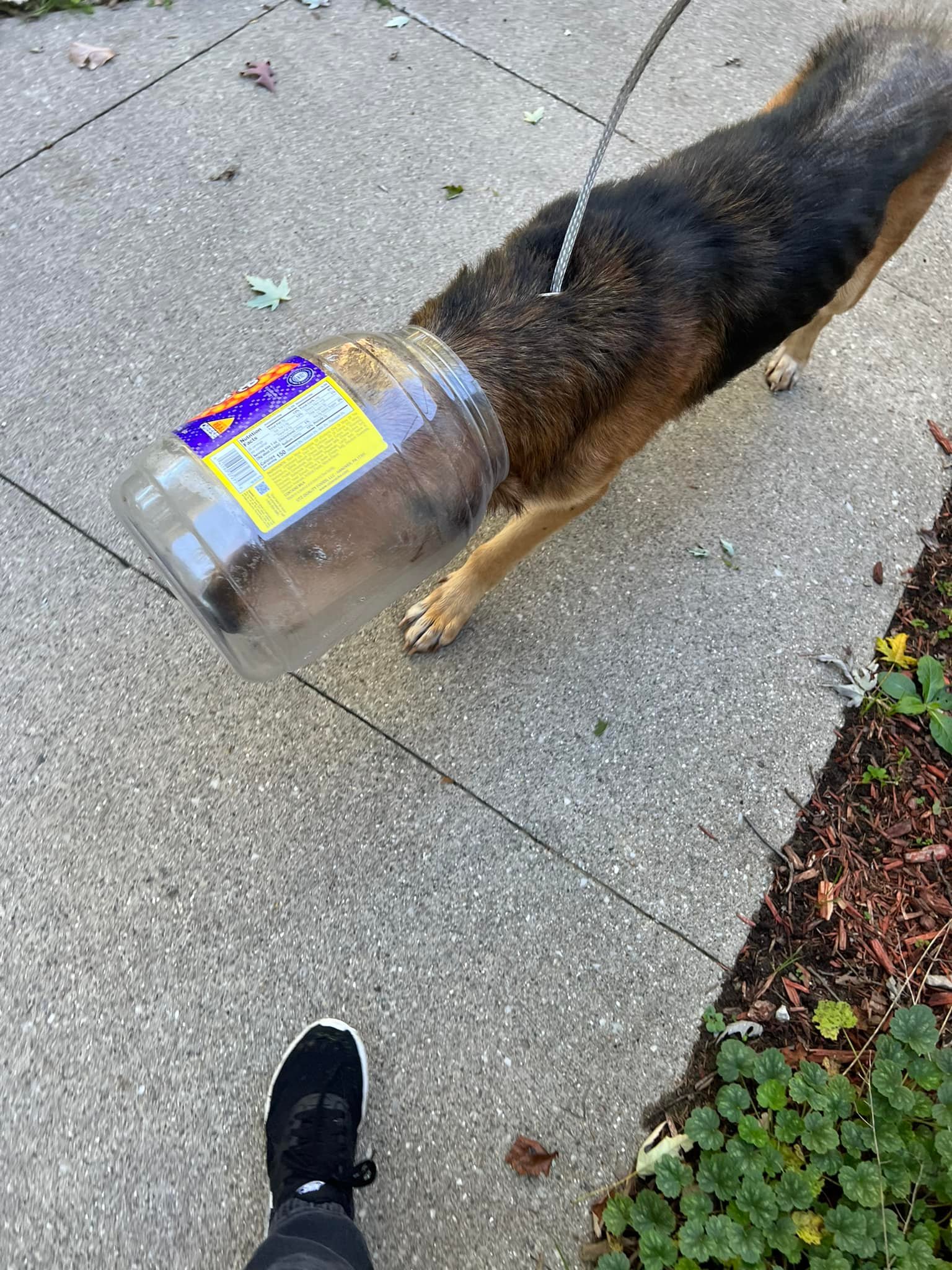 A dog with a bottle on its head approaches a passerby