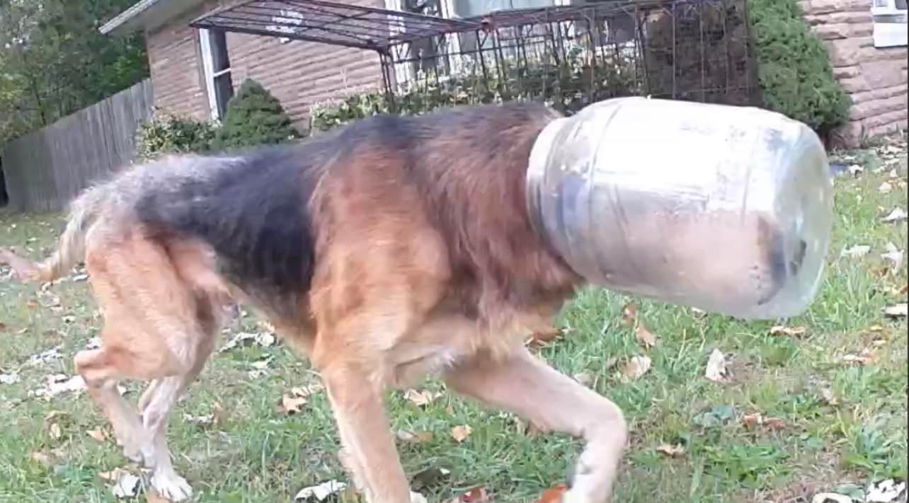 A dog with a bottle on its head is walking