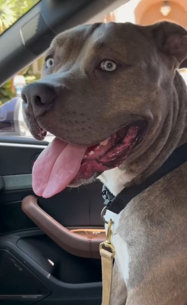 A dog with its tongue out sits in a car