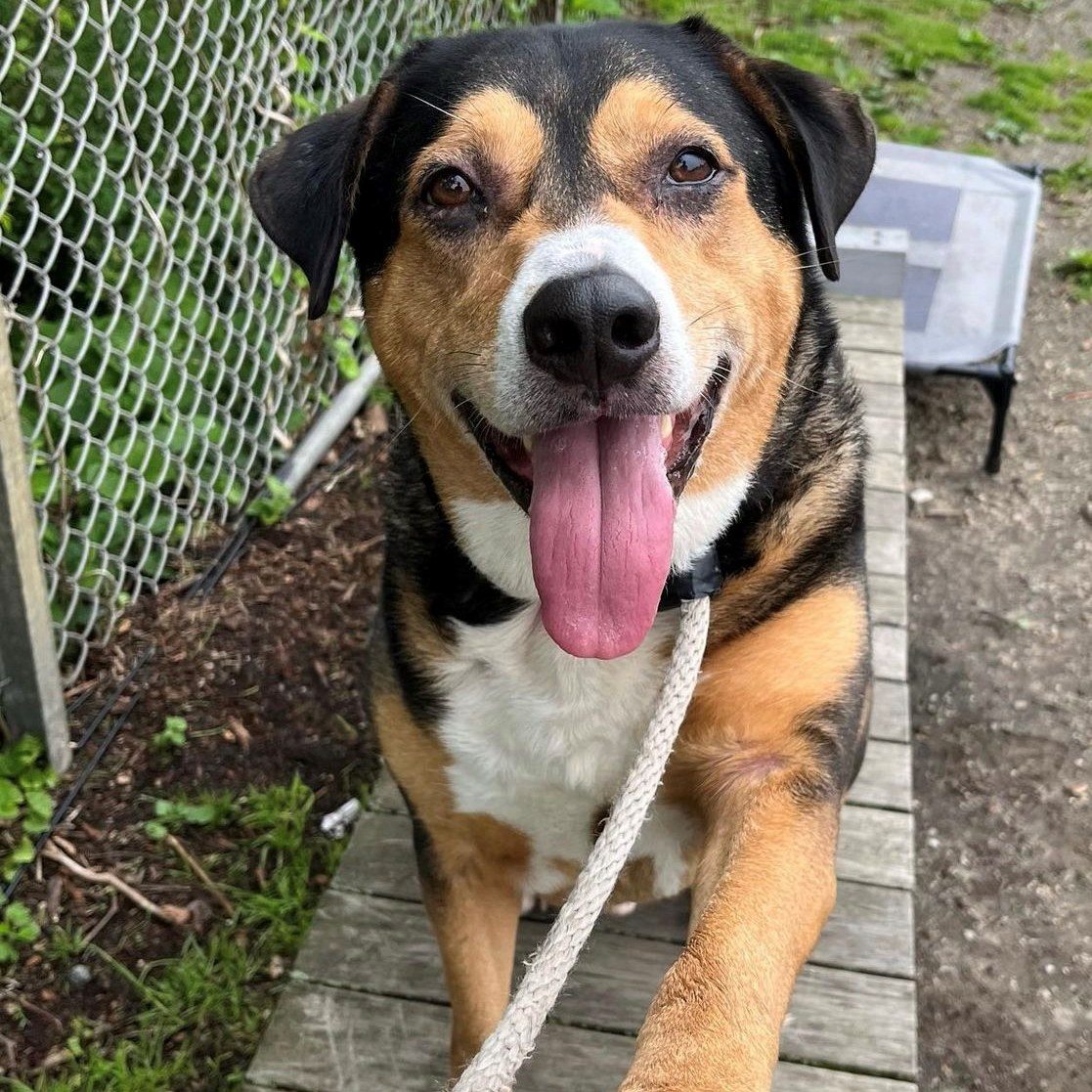 A dog with its tongue out sits on a bench