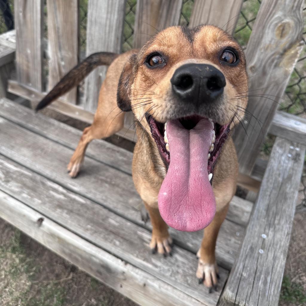 A dog with its tongue out stands on a bench