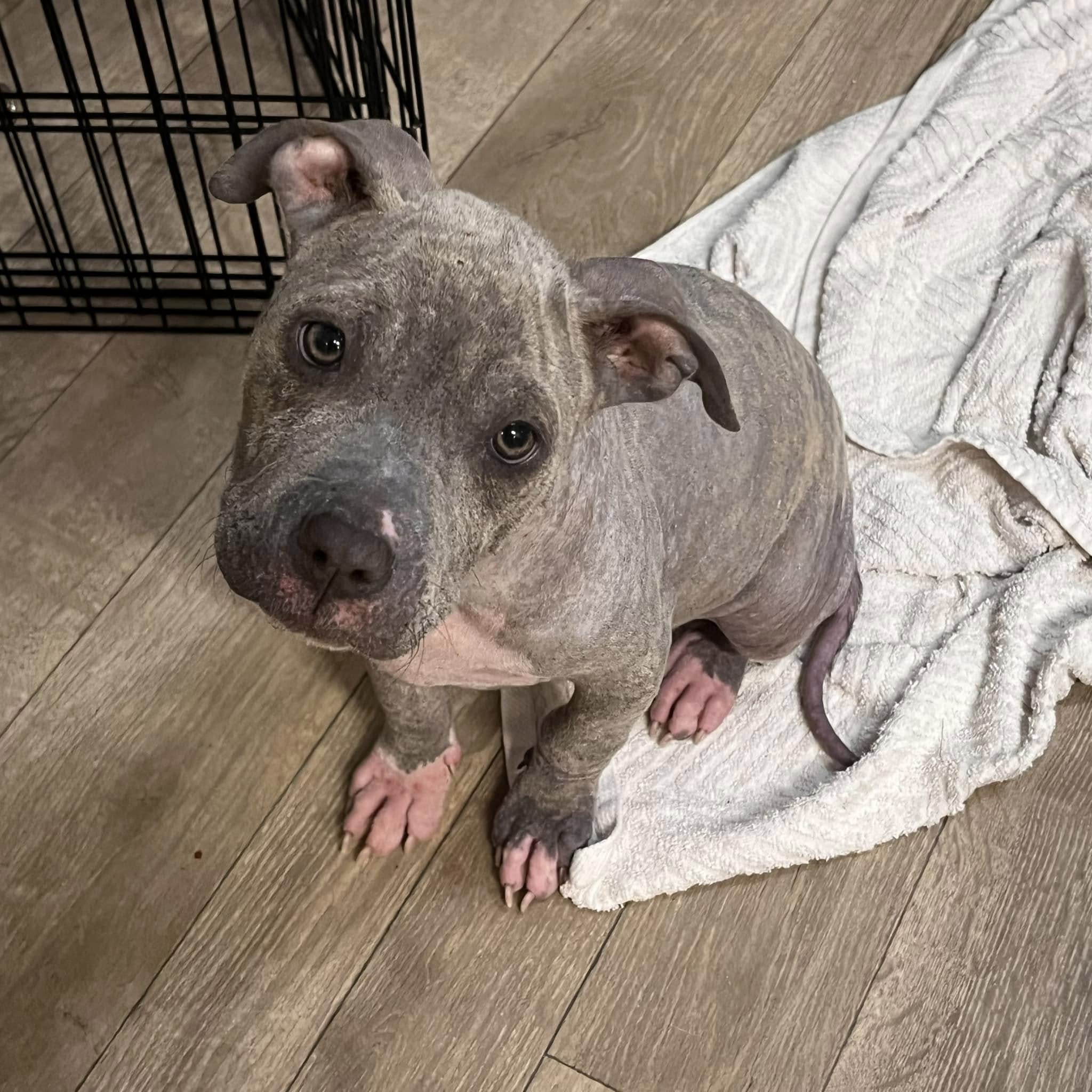 A gray puppy is sitting on a towel
