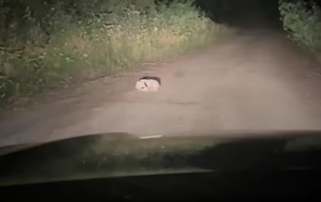 A huddled puppy lies on the road