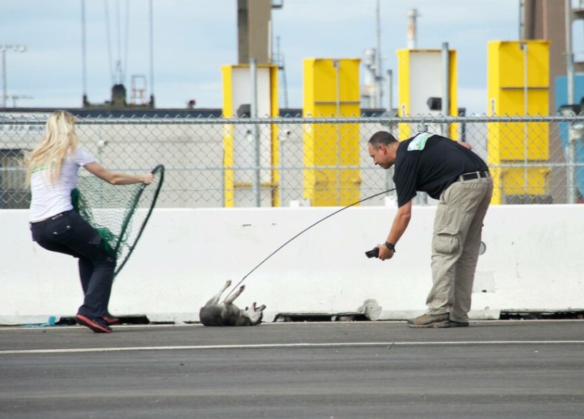 A man and a woman are trying to catch a dog