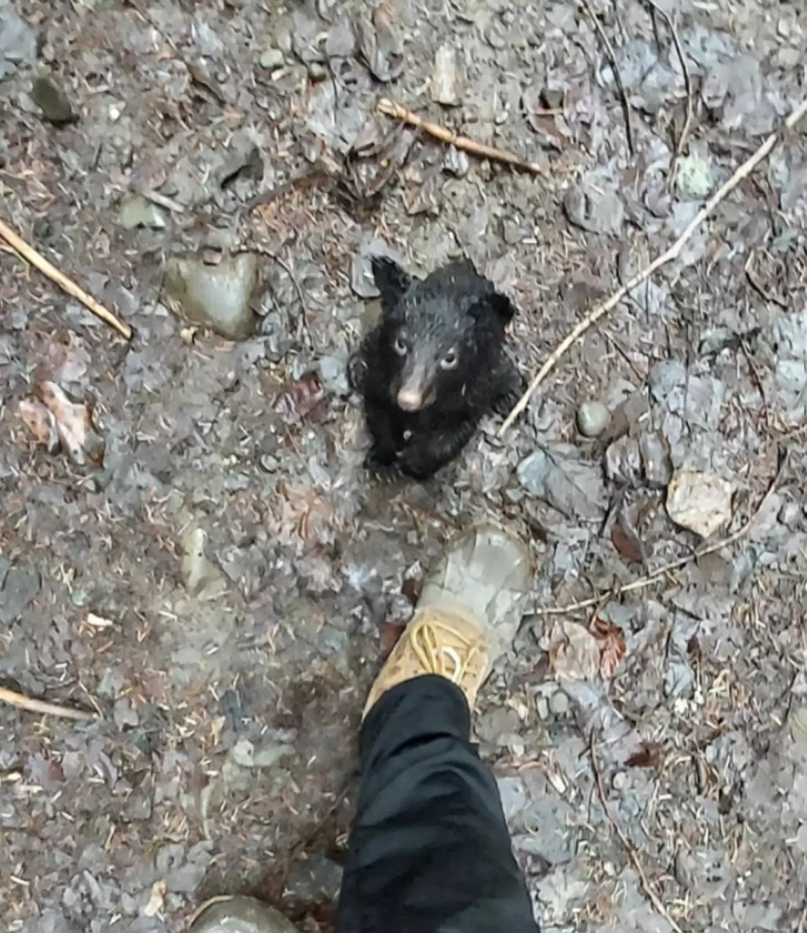 A man approached a bear cub