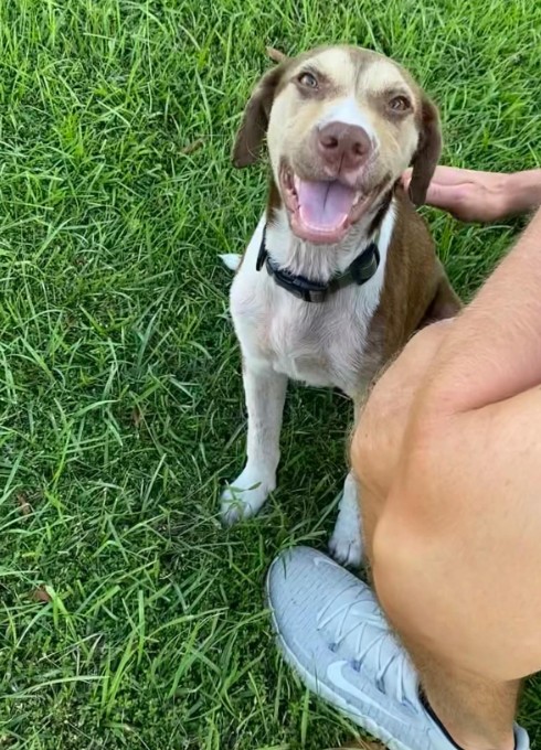 A man caresses a cheerful dog
