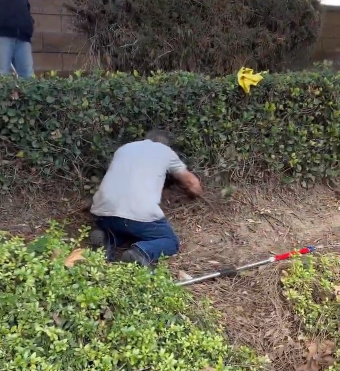 A man rescues a kitten from the bushes