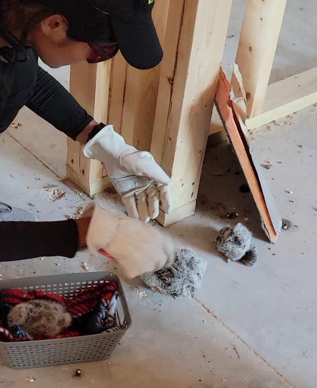 A man saves a baby owl