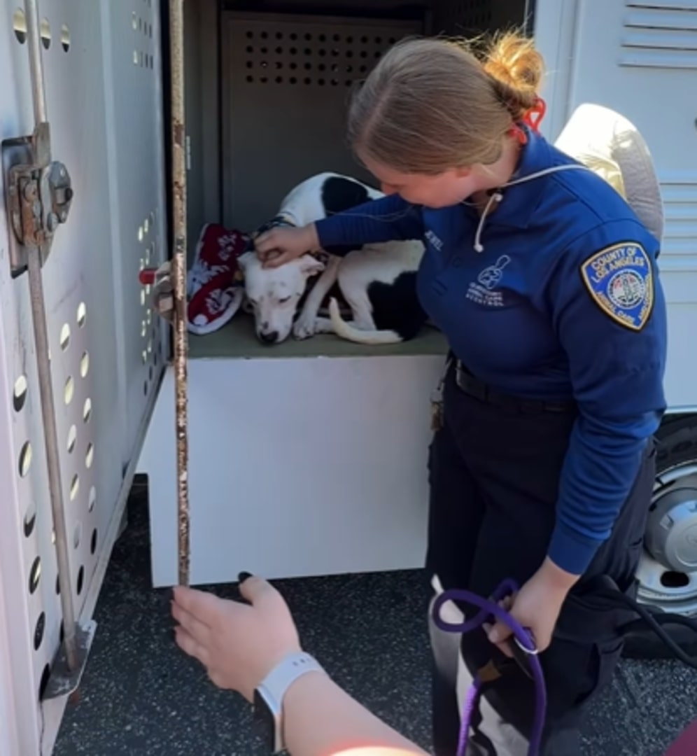 A policewoman petting a scared dog