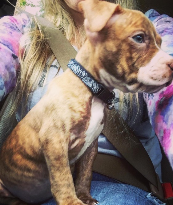 A puppy sits on a woman's lap