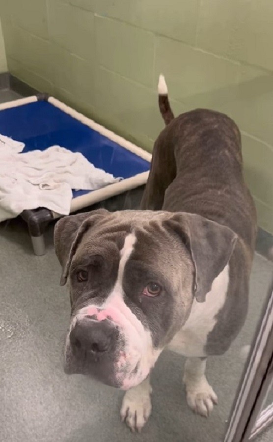 A sad dog stands and looks in front of him