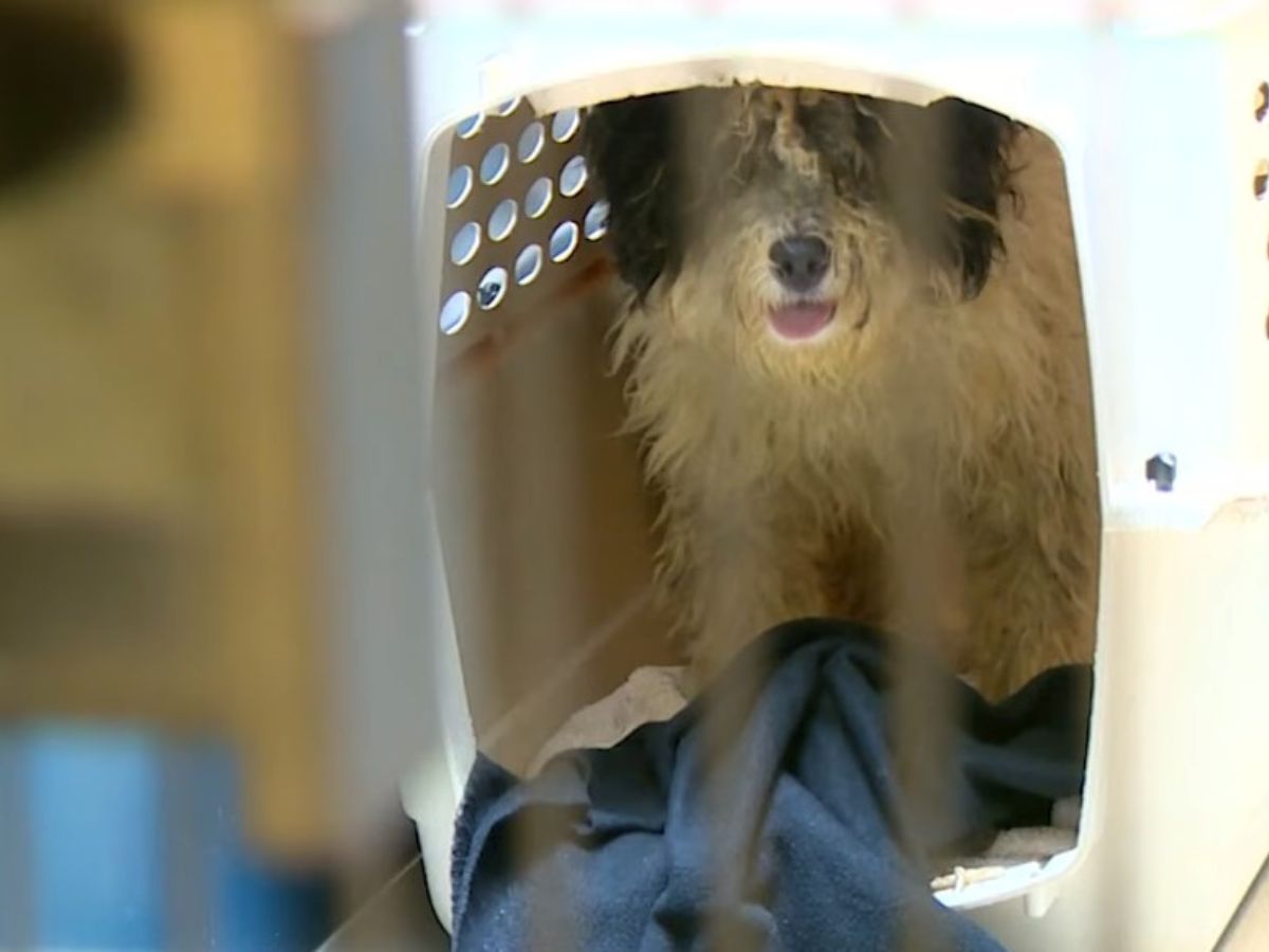 A shaggy dog ​​peeks out of a cage