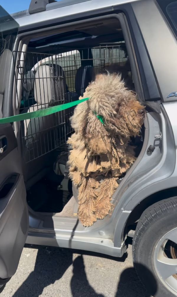 A shaggy, neglected dog sits in the car