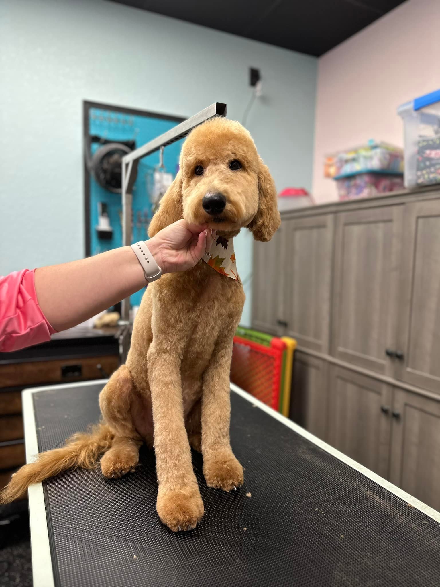 A shaved poodle is sitting on the table