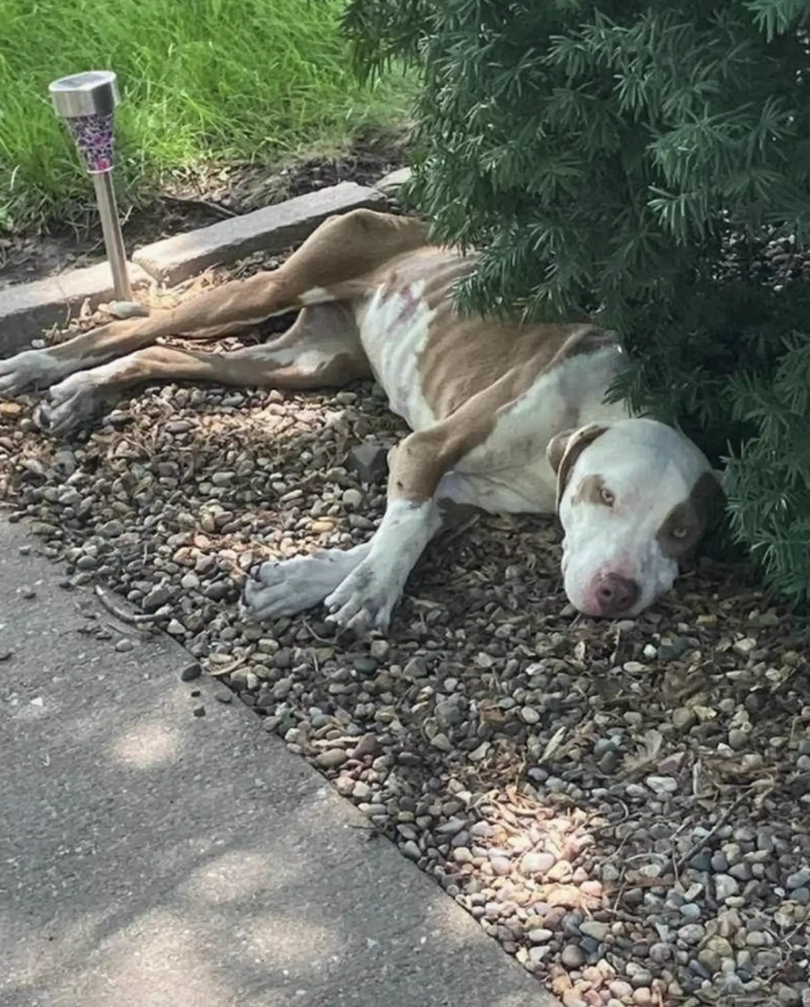 A skinny dog ​​lies on the rocks