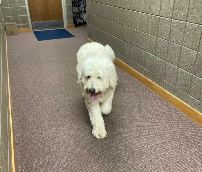 A white dog walks down the hallway
