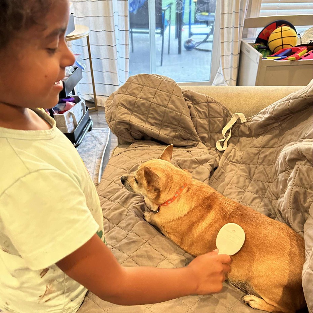 A woman is combing a dog