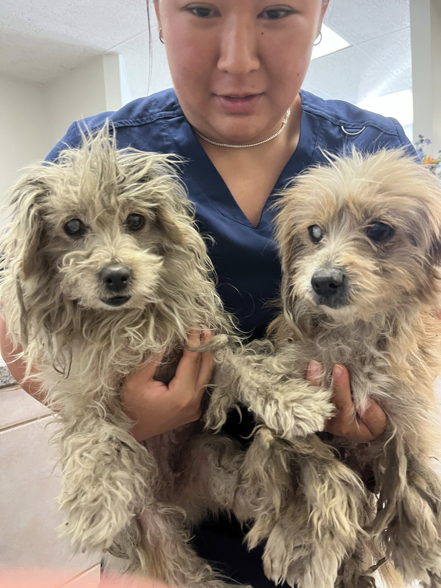 A woman is holding two puppies