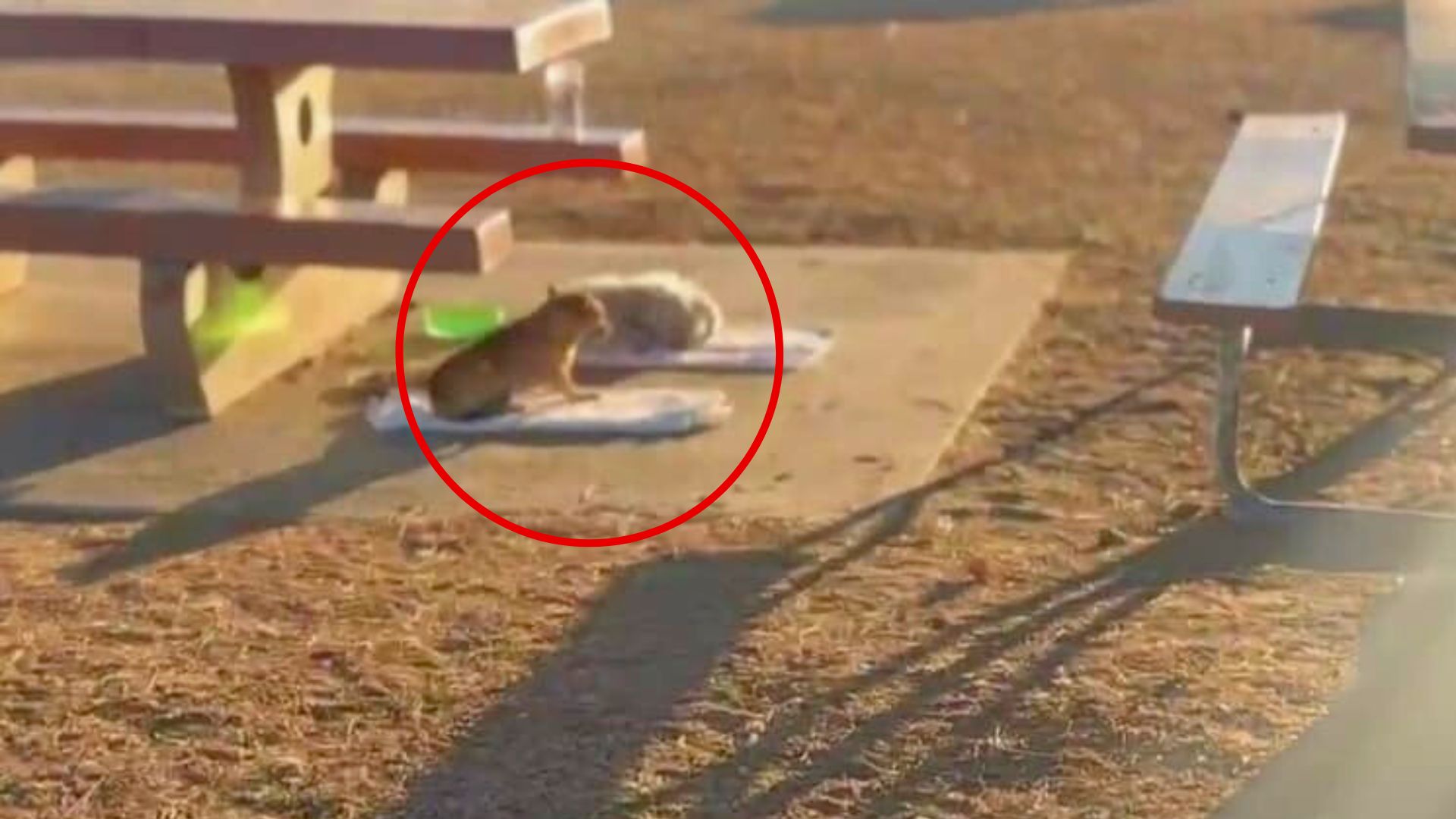 Abandoned Dogs Discovered Under Park Bench In California Still Hoping Their Owners Will Return
