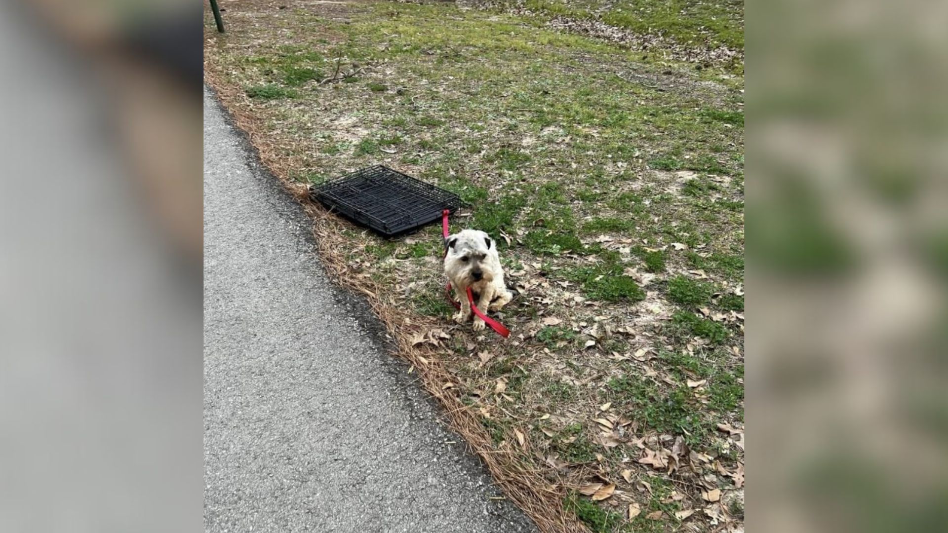 abandoned dog in park