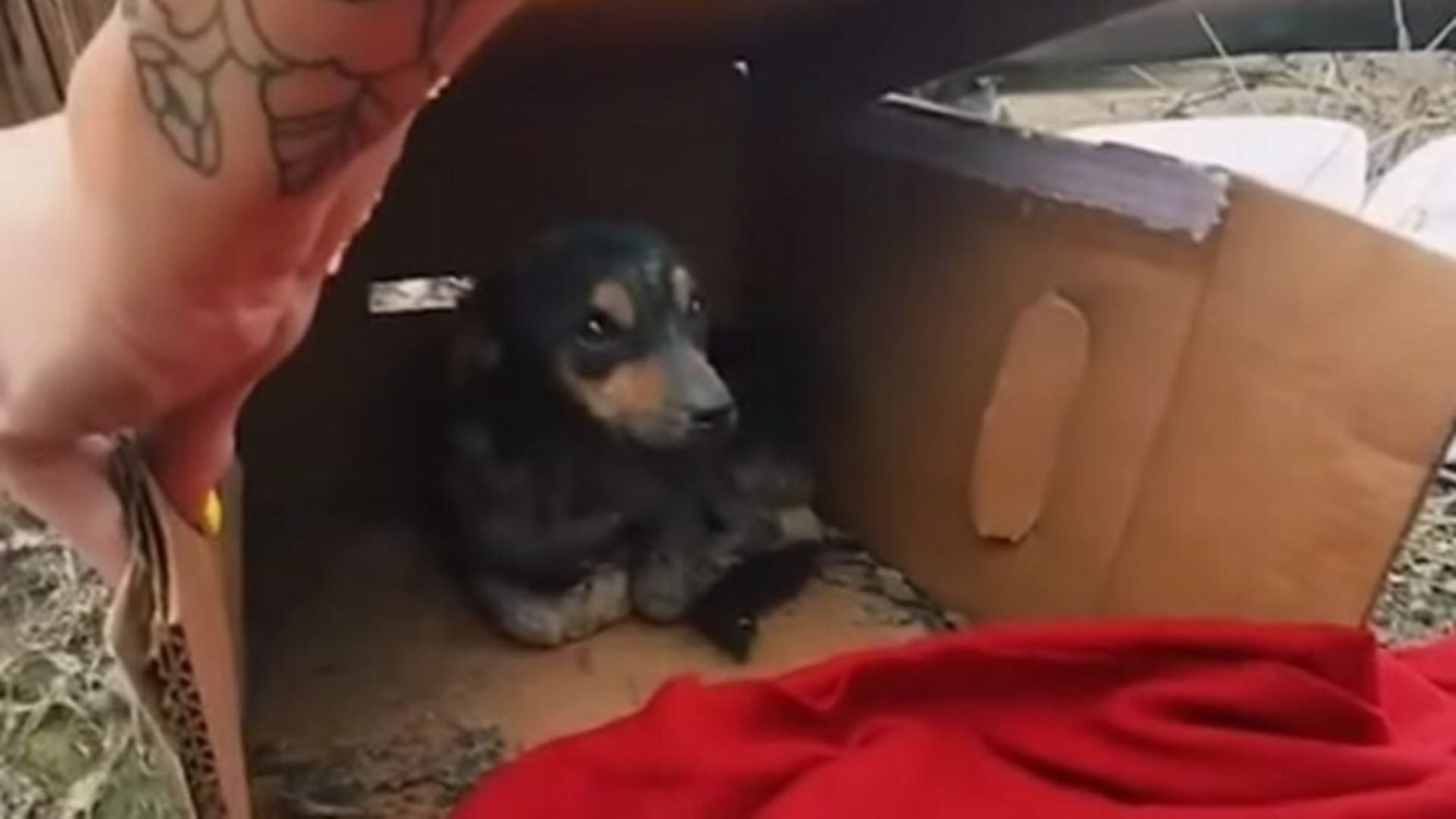 Abandoned Pup In California Waits For A Miracle In A Cardboard Box