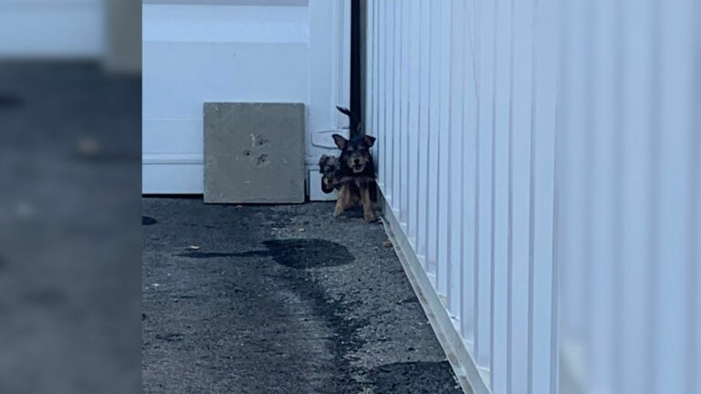 abandoned puppies
