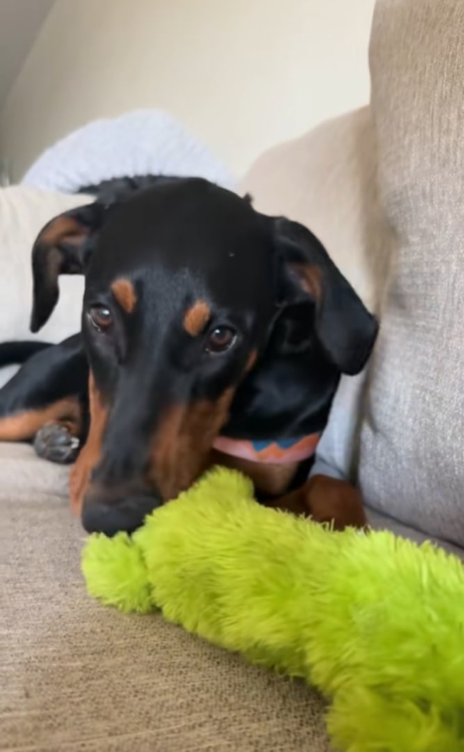Adorable Doberman