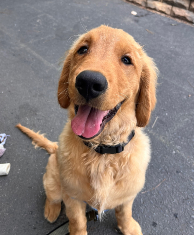 Adorable Golden Retriever