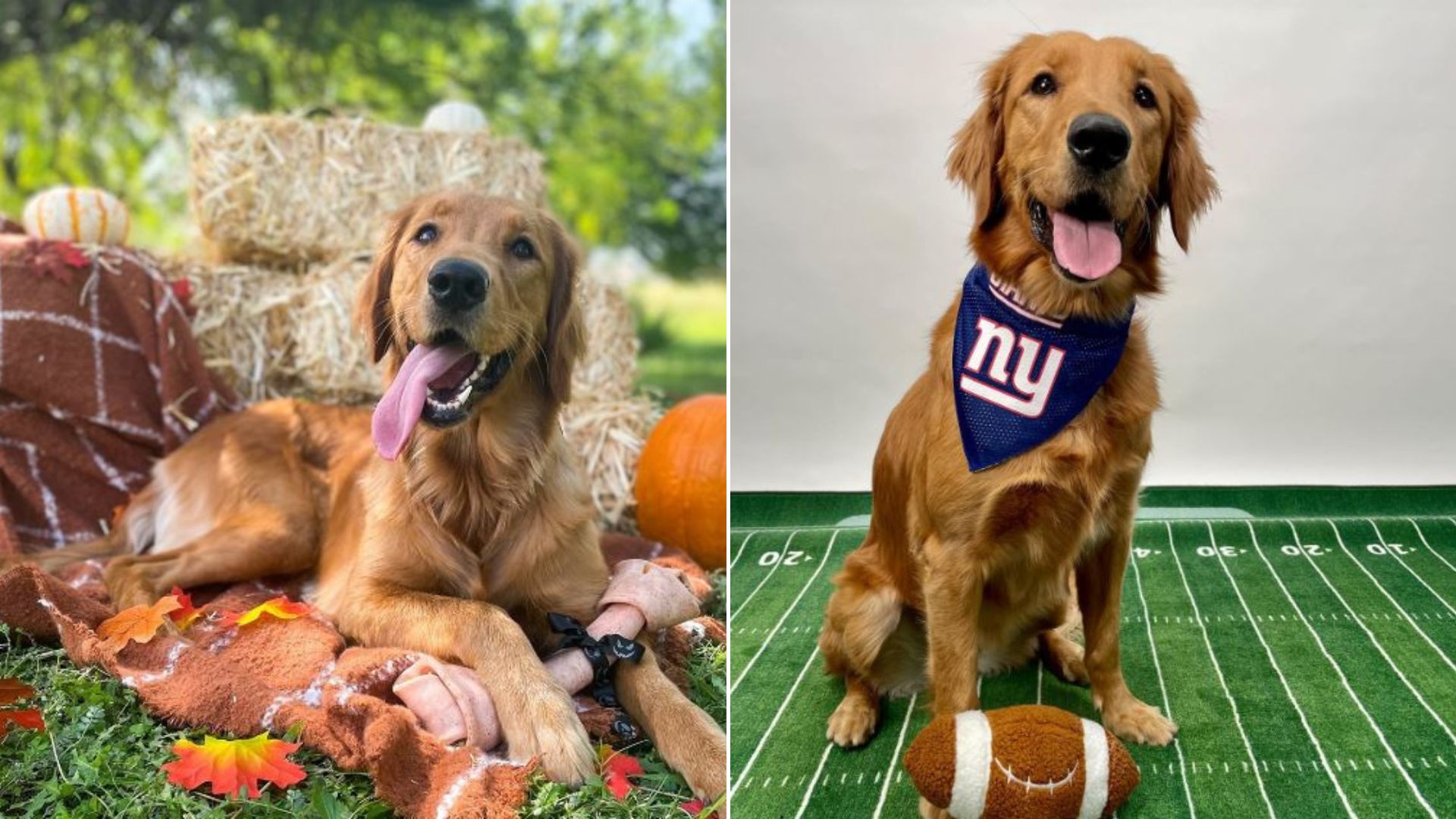 Adorable Golden Retriever