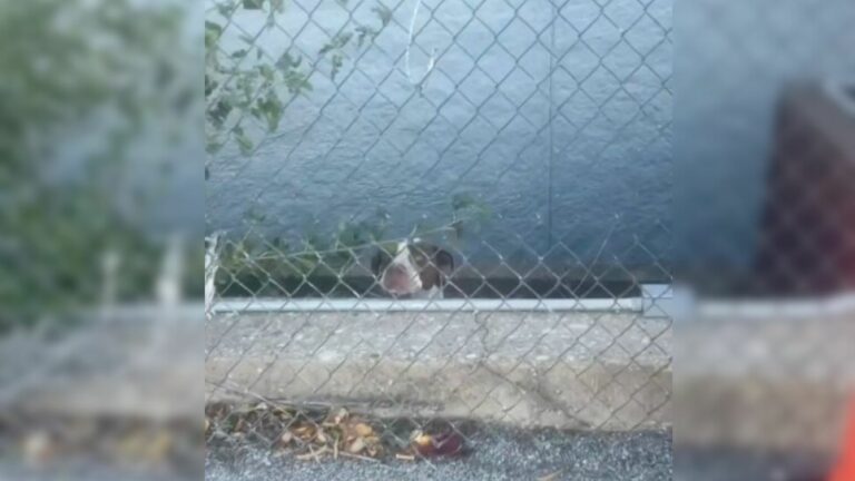 Cute Pit Bull