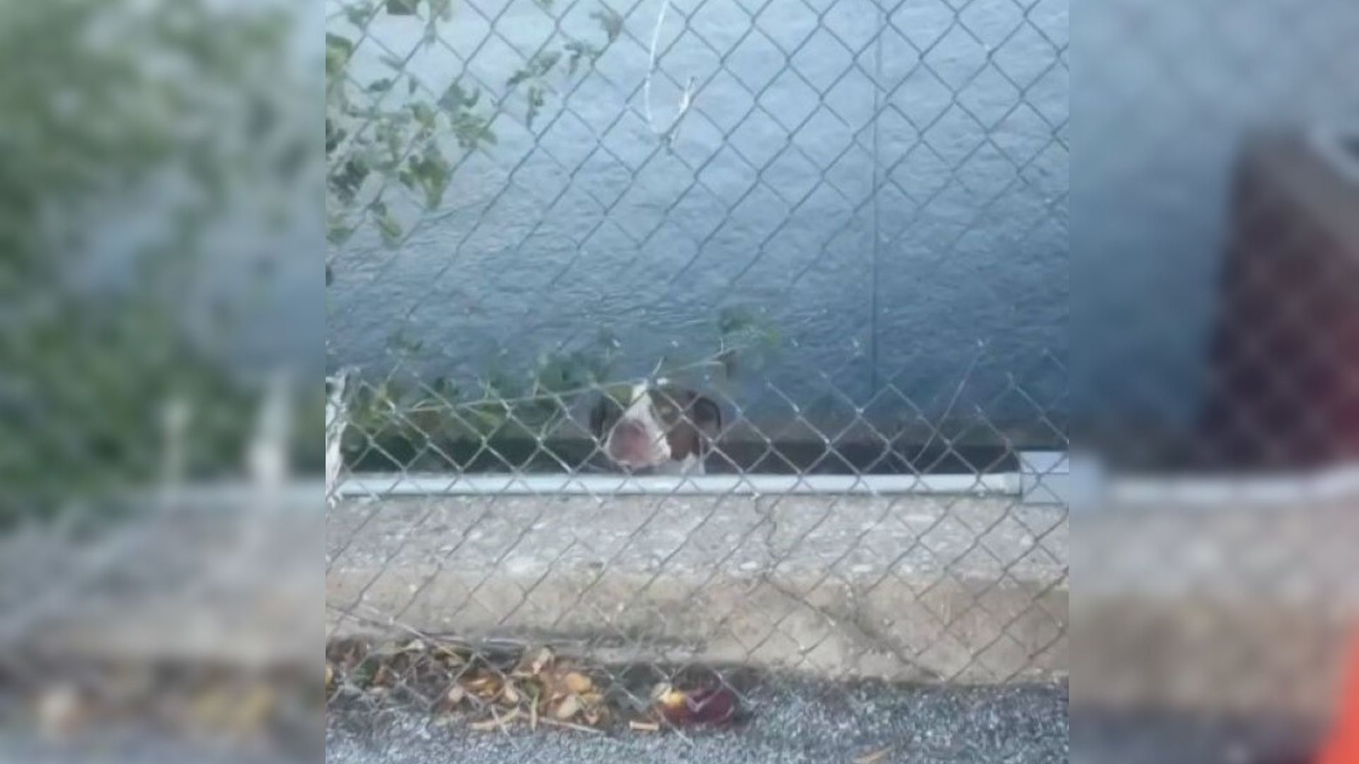 Adorable Pit Bull Trapped On Ledge In Missouri Kept Crying For Help And Then Something Amazing Happened