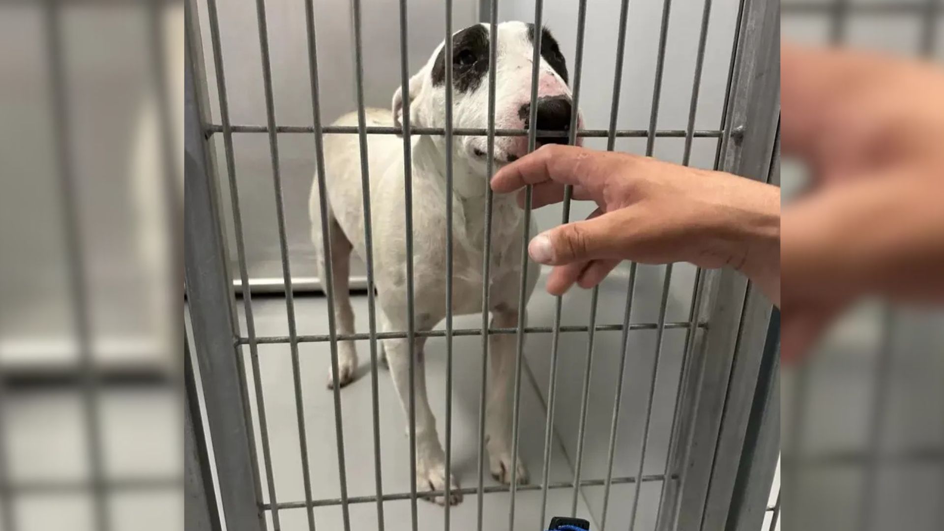 dog in shelter
