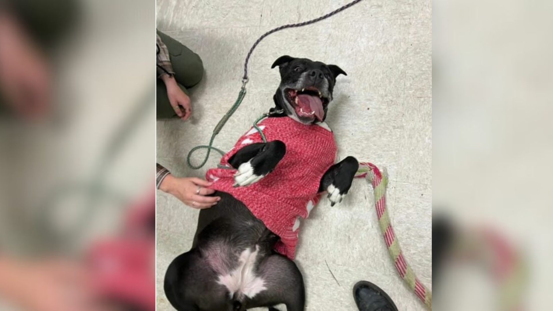 After Nearly Four Years In A Texas Shelter, One Dog’s Life Takes An Unexpected Turn