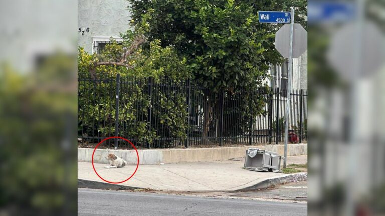 dog on street