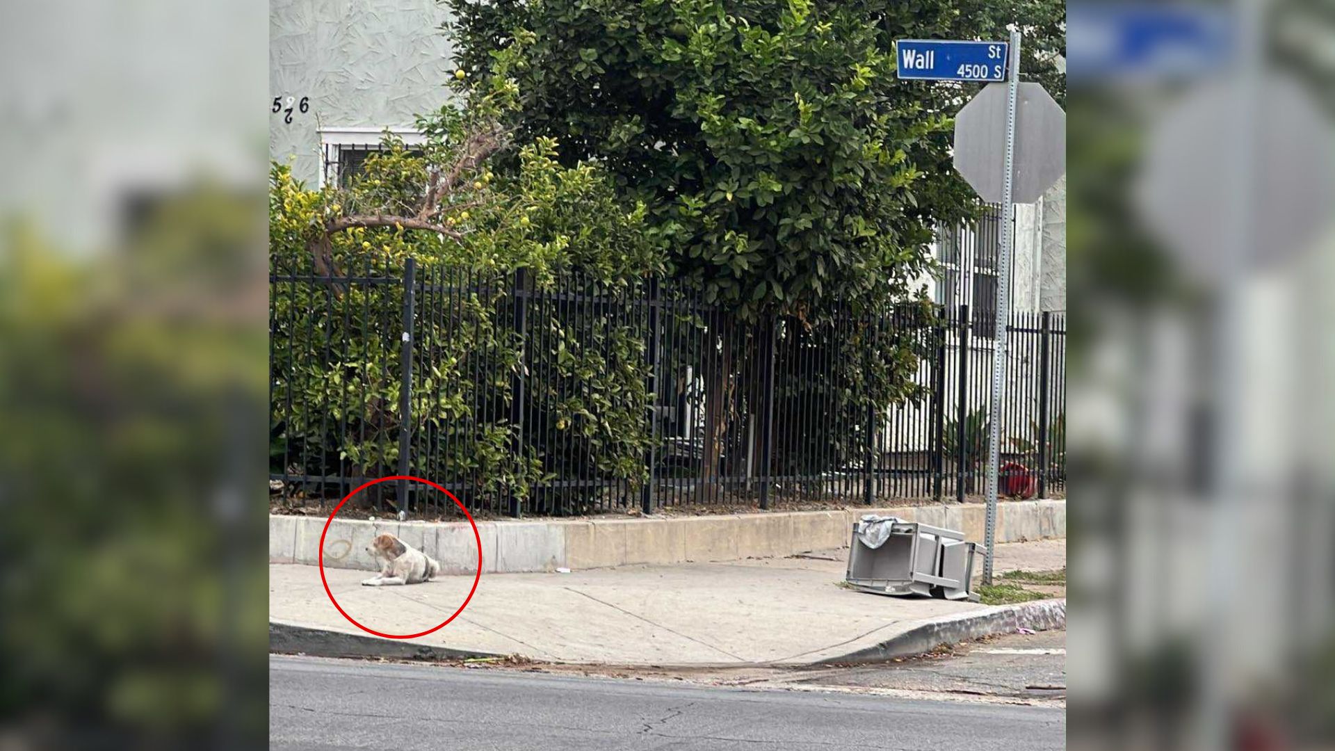 After Two Long Months On The Streets, This California Dog Finally Gets The Life He Deserves