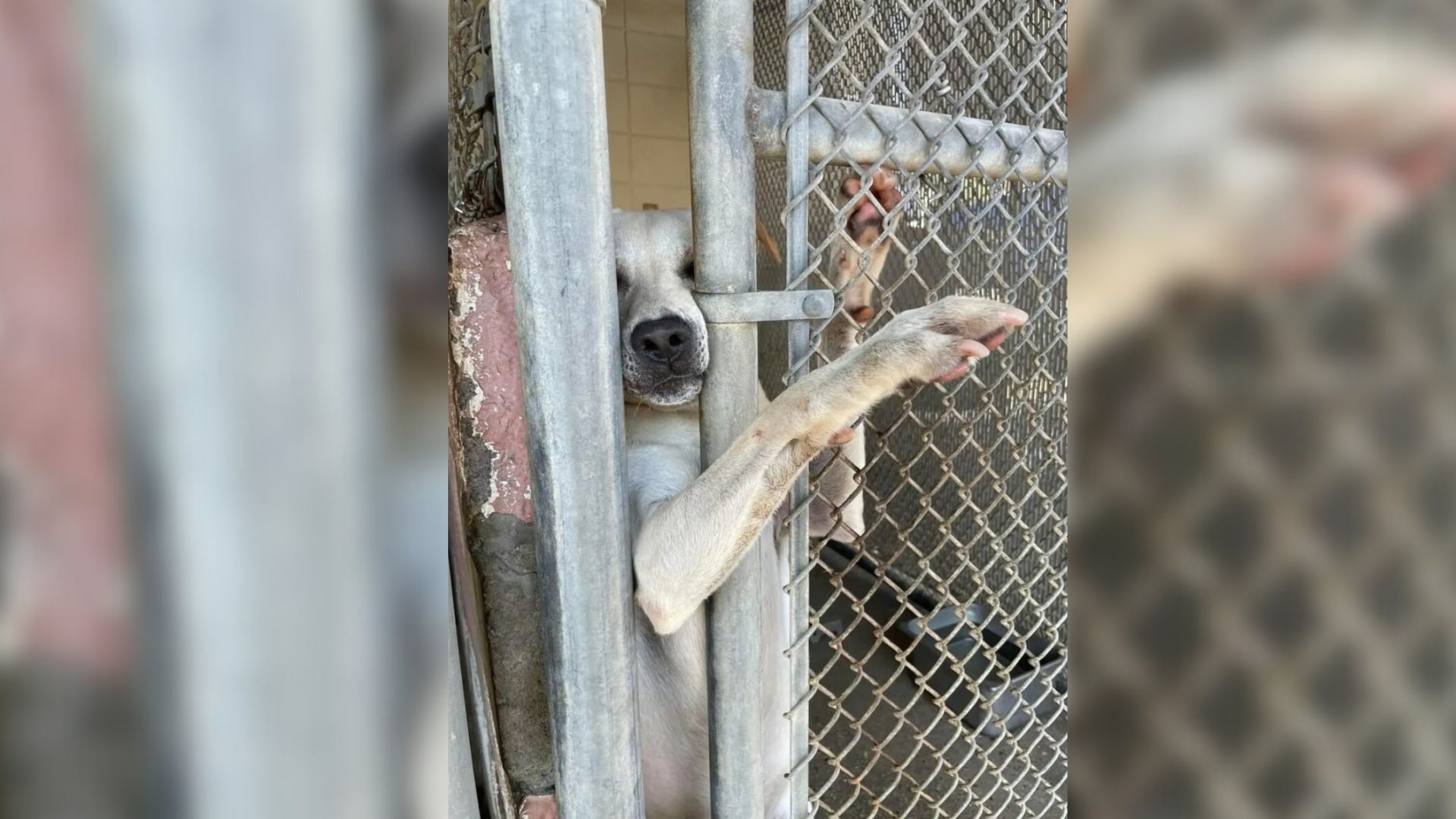 Alabama Pup’s Seven-Month Wait Ends When His Paw Reaches Out And Touches The Right Heart