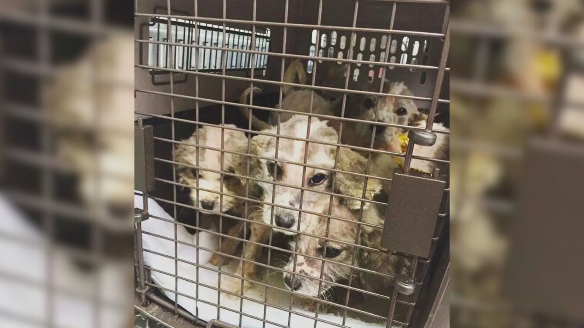 Alabama Rescuers Shocked After DNA Test Reveals The True Breed Of Six Abandoned Puppies