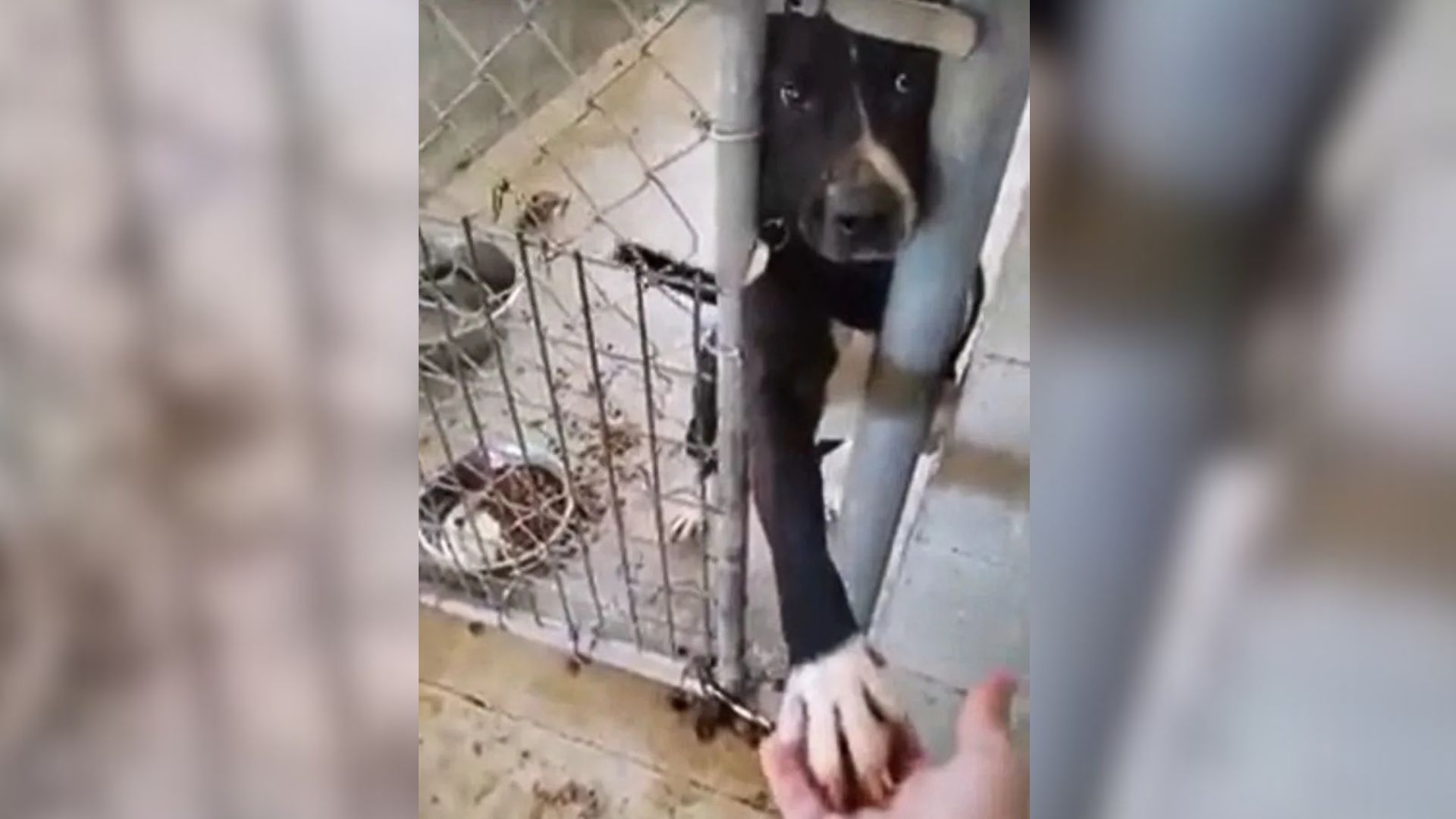Alabama Shelter Pup Extends His Paw, Hoping Someone Will Finally Notice His Gentle Heart