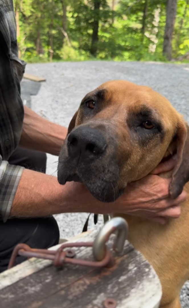 An older man petting a brown dog