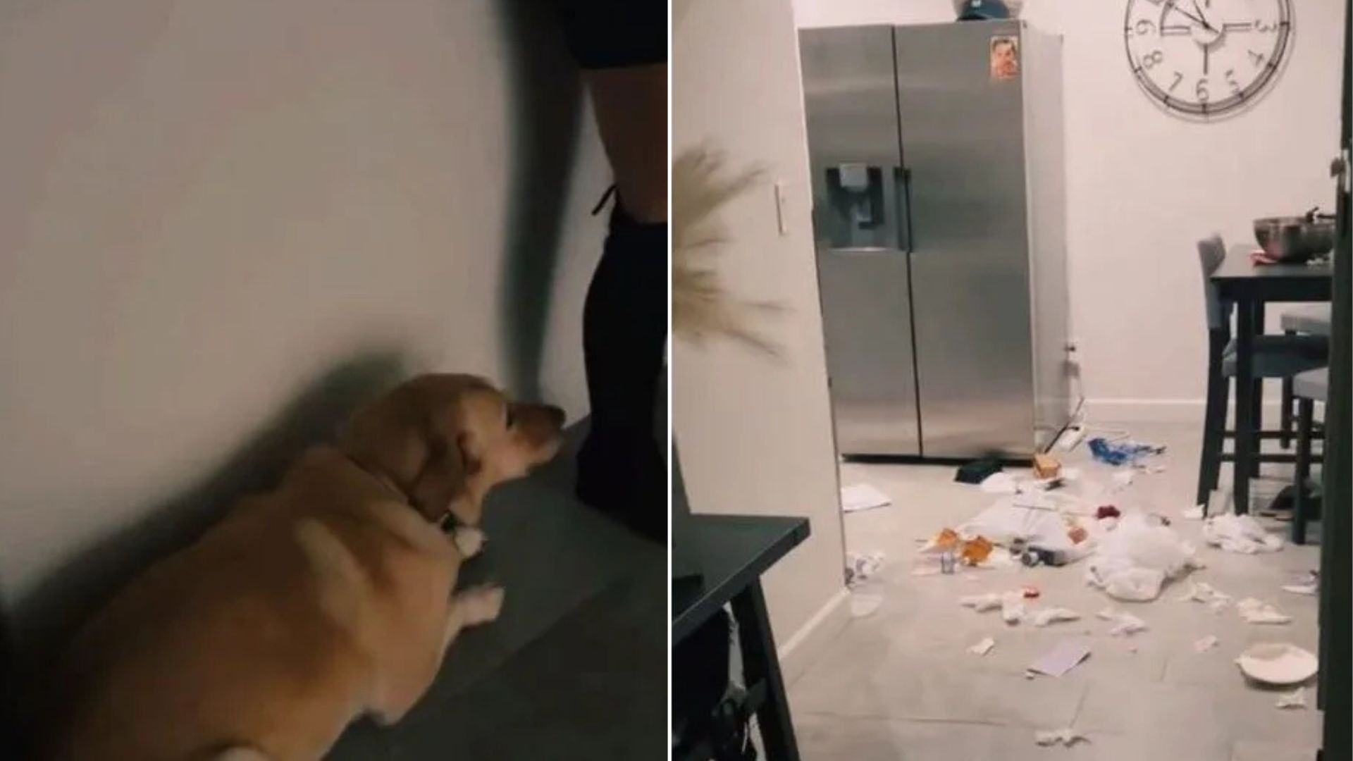 Arizona Dog’s Guilty Eyes Tell The Story Of A Mess Too Big To Hide