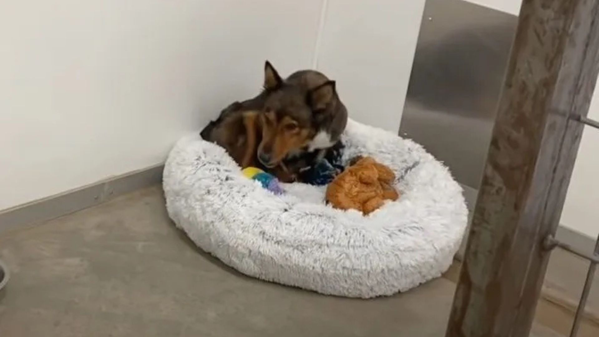 Arizona Mama Dog’s Grief Turns Into Healing When She Opens Her Heart To Orphaned Babies In Need