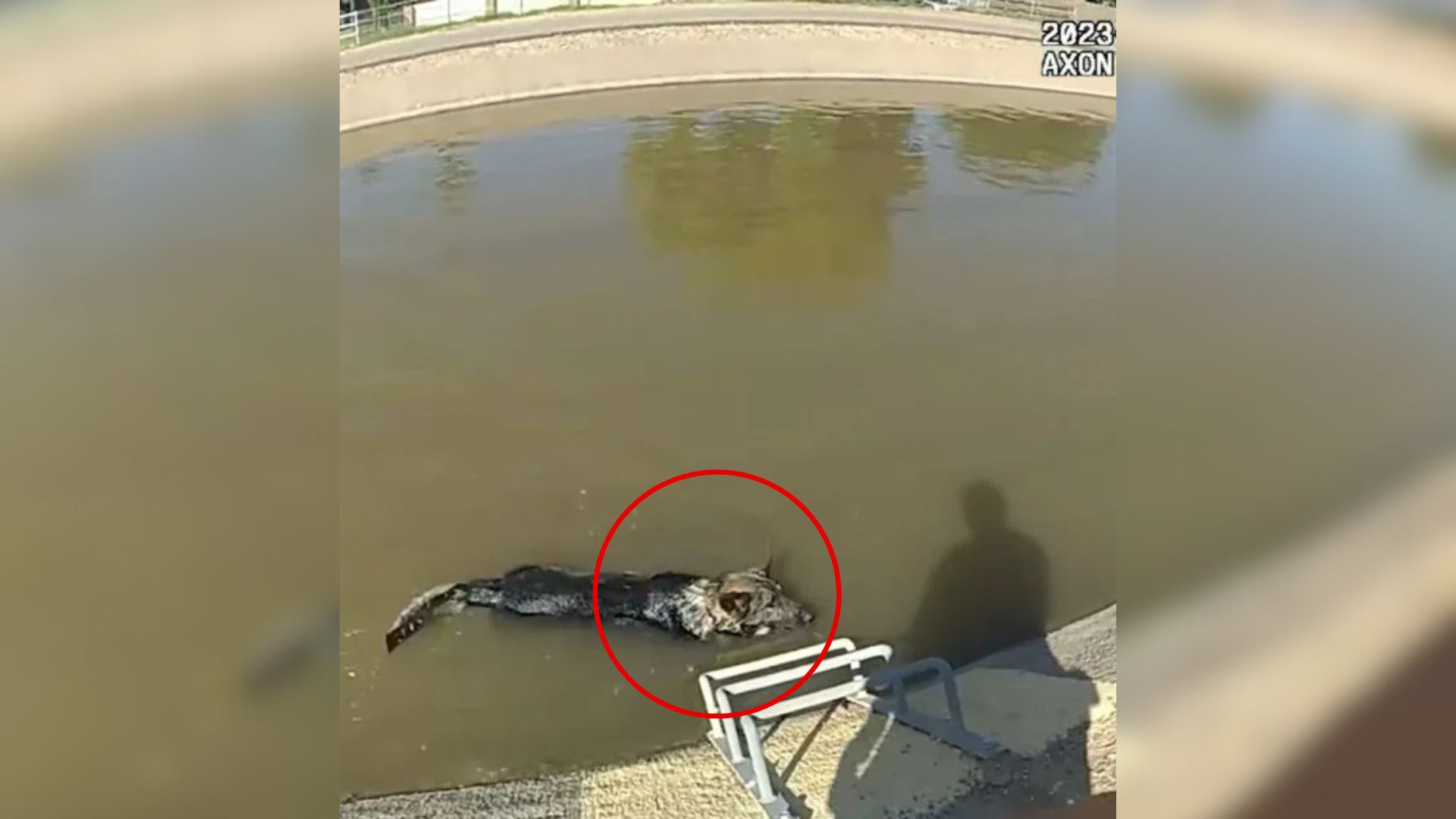 dog stuck in a canal