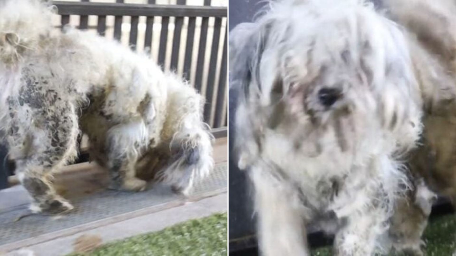 Arizona Pup Hidden Beneath Mats Emerges As A Completely Different Dog