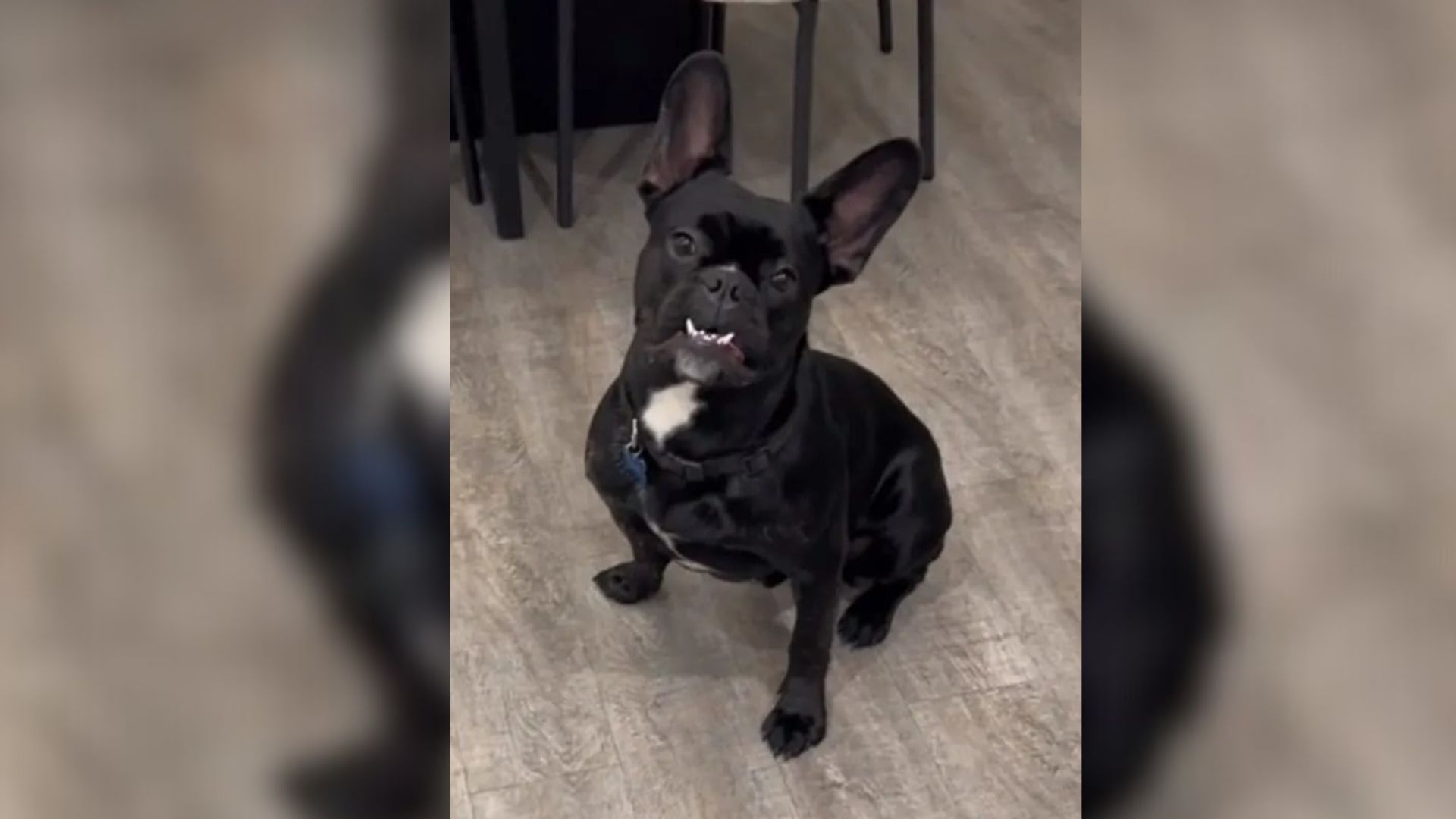 Arizona Pup Outgrows Living Room, DNA Test Uncovers The Secret Behind His Size