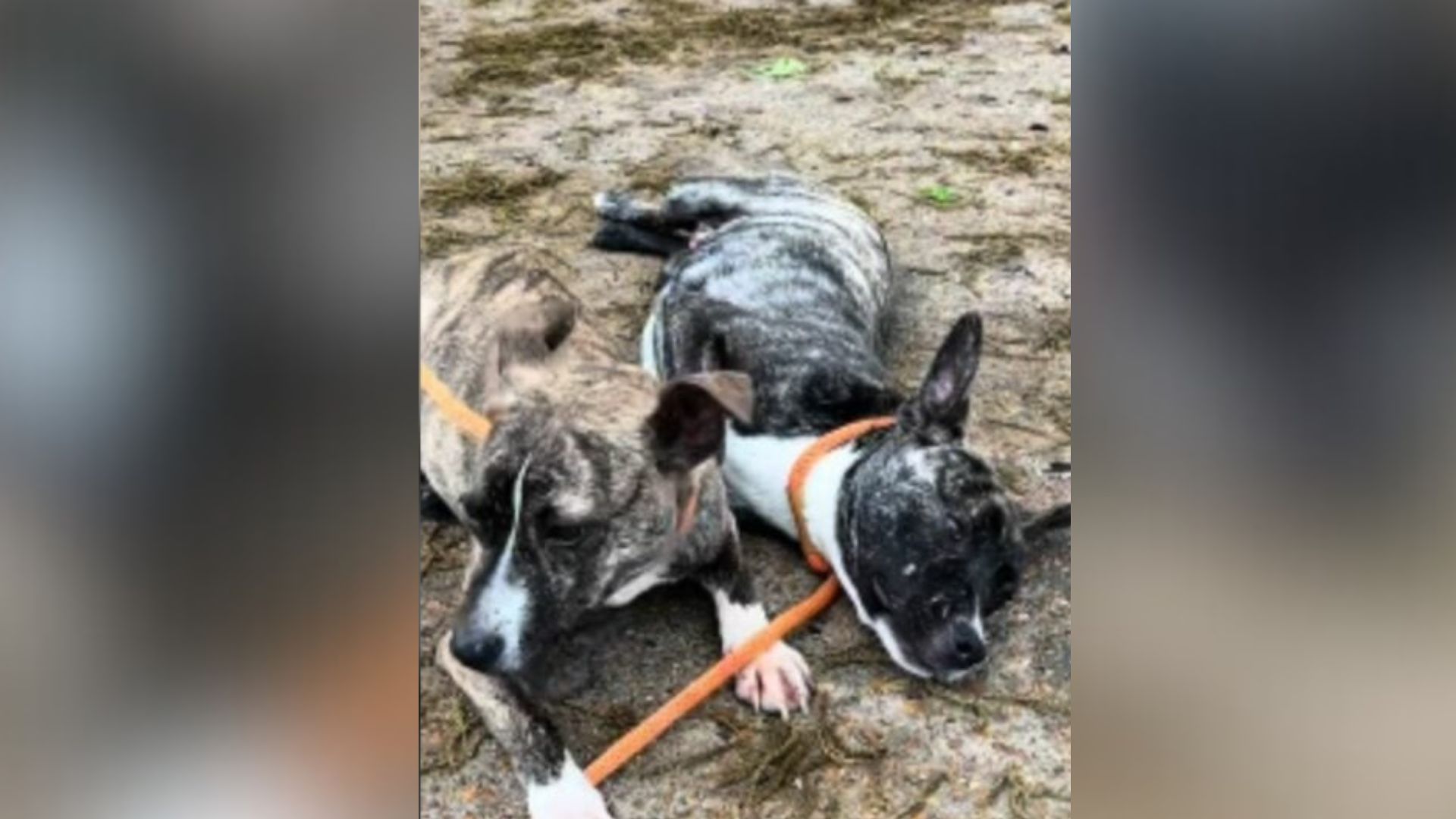 Arkansas Shelter Team Finds An Empty Crate At Sunrise, Then Discovers Who Had Been Inside It