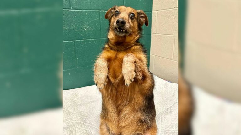 shelter dog
