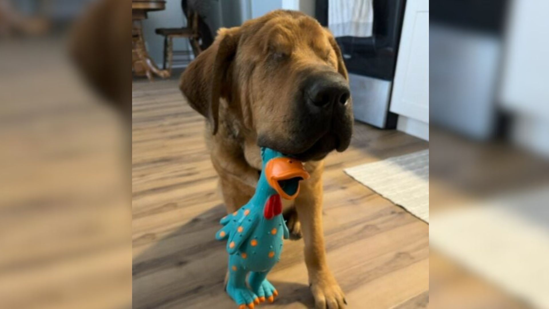 Blind Puppy In Wisconsin Wins Over Man Who Once Refused To Bring Him Home