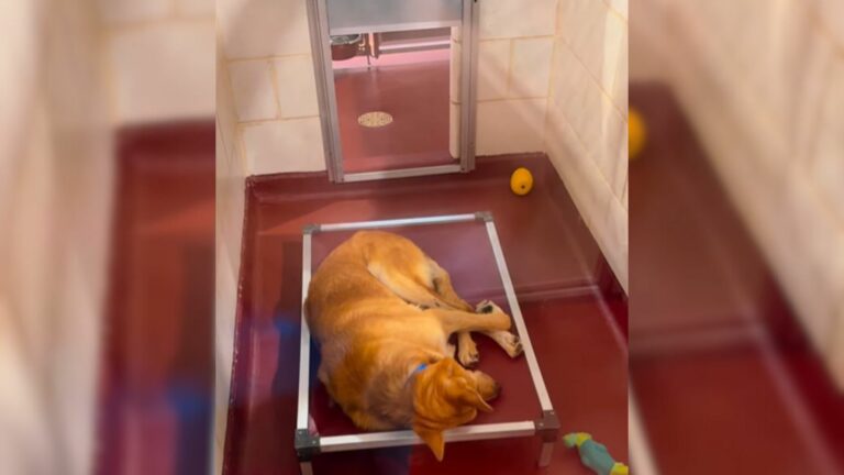 sad dog