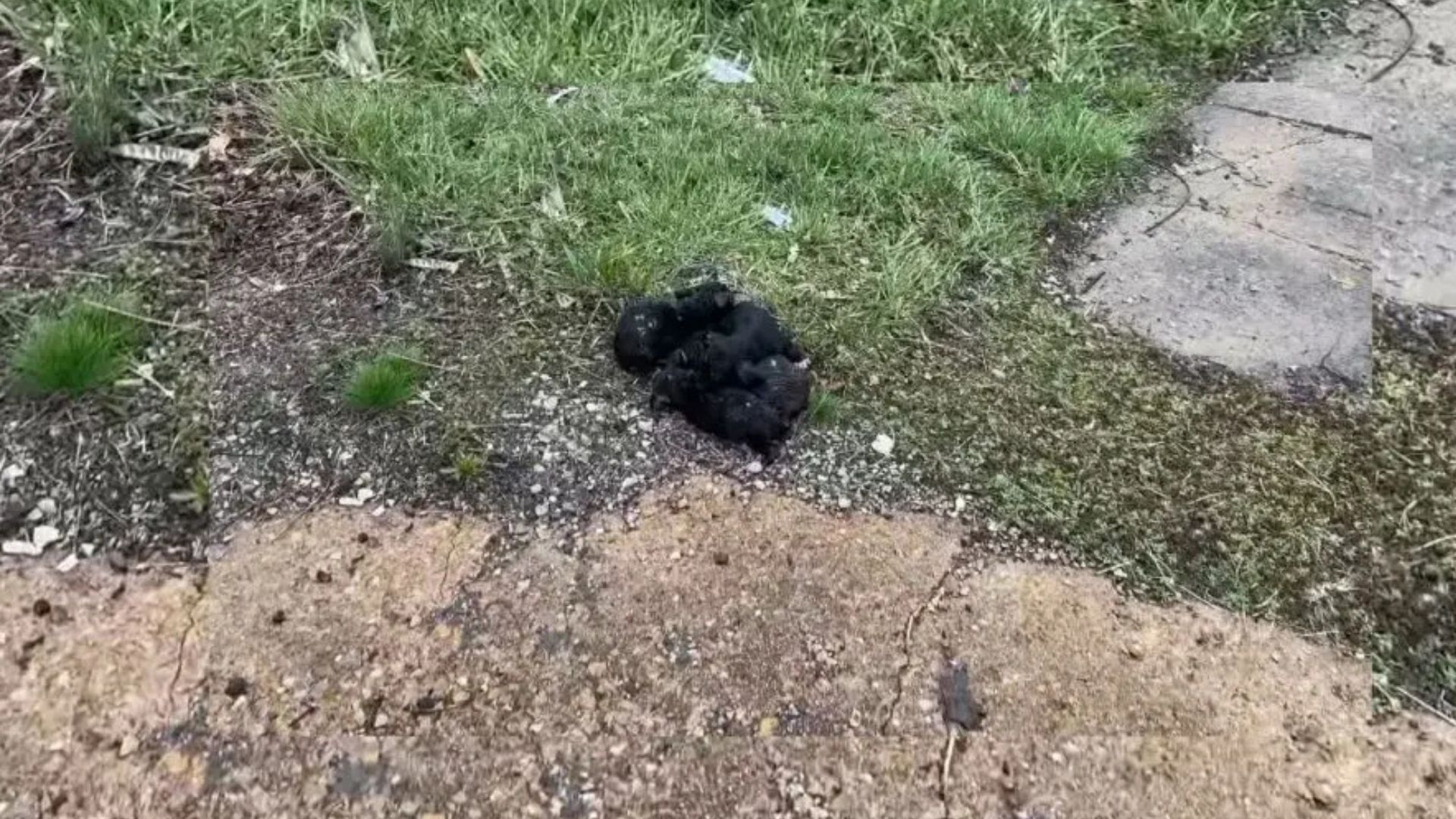 Bus Driver Notices A Fluffy Shape Moving On A Missouri Road And Makes A Sweet Discovery
