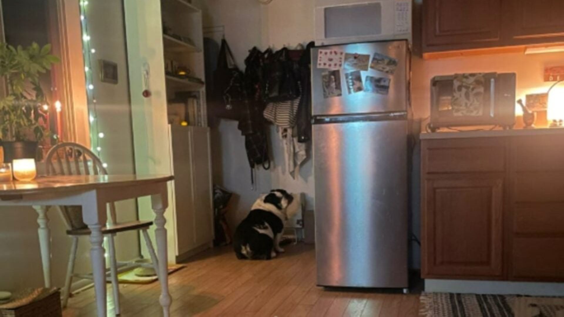 California Bulldog’s 8 PM Ritual Leaves His Mom Laughing And TikTok Obsessed